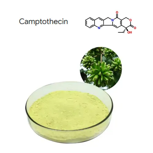 Purità għolja 98% camptothecin estratt trab cas 7689-03-4